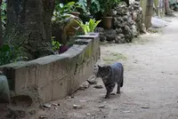 備瀬フク木並木通りの写真・動画_image_252727