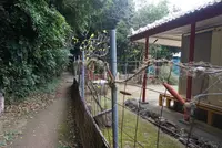 備瀬フク木並木通りの写真・動画_image_252728