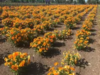 ファーム富田の写真・動画_image_252946