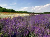 ファーム富田の写真・動画_image_252947