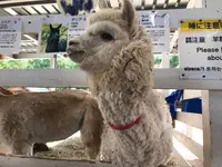 四季彩の丘の写真・動画_image_252949