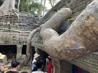 Ta Prohm（タ・プローム）の写真・動画_image_253239
