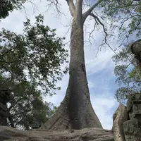 Ta Prohm（タ・プローム）の写真・動画_image_253241