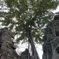 Ta Prohm（タ・プローム）の写真・動画_image_253243