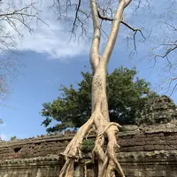 Ta Prohm（タ・プローム）の写真・動画_image_253245