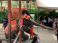 アユタヤ・エレファント・キャンプの写真・動画_image_253432