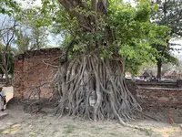 Wat Mahathat（ワット・マハタート）の写真・動画_image_253437