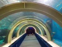 浅虫水族館の写真・動画_image_25364