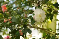 都立大島公園椿園の写真・動画_image_254000