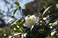 都立大島公園椿園の写真・動画_image_254001