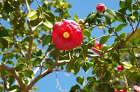 都立大島公園椿園の写真・動画_image_254002