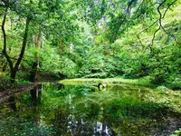 平泉寺白山神社の写真・動画_image_254199