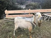 RISE & WIN Brewing Co. BBQ & General Storeの写真・動画_image_254444