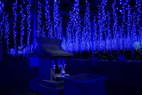 あしかがフラワーパークの写真・動画_image_254774