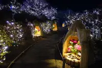 あしかがフラワーパークの写真・動画_image_254776
