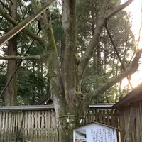 天岩戸神社の写真・動画_image_255304