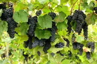 EXPASA談合坂 （下り）の写真・動画_image_255846