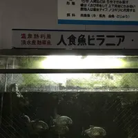 白池地獄の写真・動画_image_256014
