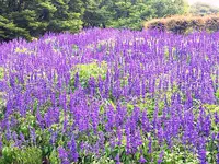 名城公園の写真・動画_image_257182