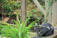 猫の細道の写真・動画_image_257602