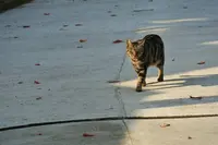 千光寺の写真・動画_image_257613
