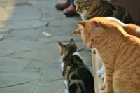 千光寺の写真・動画_image_257614