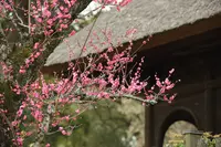 円窓梅林（片岡梅林）の写真・動画_image_257741