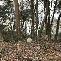 平井山ノ上付城跡(秀吉本陣跡)の写真・動画_image_258069