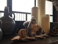 古民家カフェ 蓮月の写真・動画_image_258284