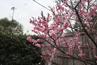 池上梅園の写真・動画_image_258287