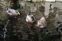 世田谷八幡宮の写真・動画_image_258315