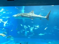 沖縄美ら海水族館の写真・動画_image_258323