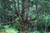 椎葉村の写真・動画_image_258333