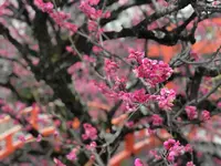 下鴨神社（賀茂御祖神社）の写真・動画_image_258465