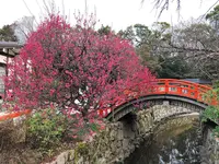 下鴨神社（賀茂御祖神社）の写真・動画_image_258467