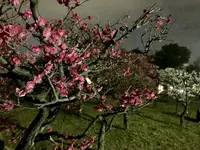 梅小路公園の写真・動画_image_258468