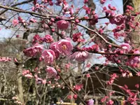 北野天満宮の写真・動画_image_258480