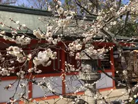 北野天満宮の写真・動画_image_258484