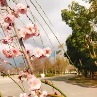 大阪城の写真・動画_image_258628