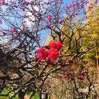 太陽の塔の写真・動画_image_258672