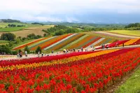 四季彩の丘の写真・動画_image_258686