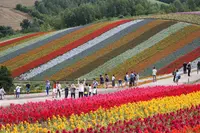 四季彩の丘の写真・動画_image_258688