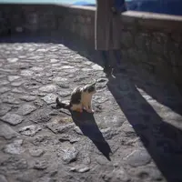 チヴィタの写真・動画_image_259692