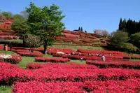 椎八重公園の写真・動画_image_259720