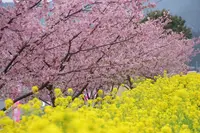 五ヶ瀬川の写真・動画_image_259725
