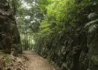 照葉大吊橋の写真・動画_image_260232