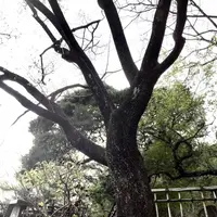 深大寺の写真・動画_image_260597