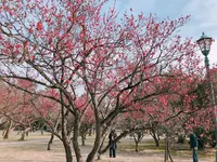京都御苑の写真・動画_image_260606