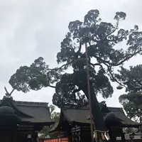 住吉大社の写真・動画_image_261033