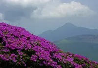 えびの高原の写真・動画_image_261169